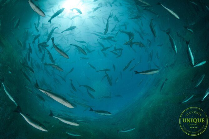 An Unforgettable Day With Fish, Wine and Olive Oil Tasting - Weather Reality Check: Plan Like an Adult (In a Good Way)