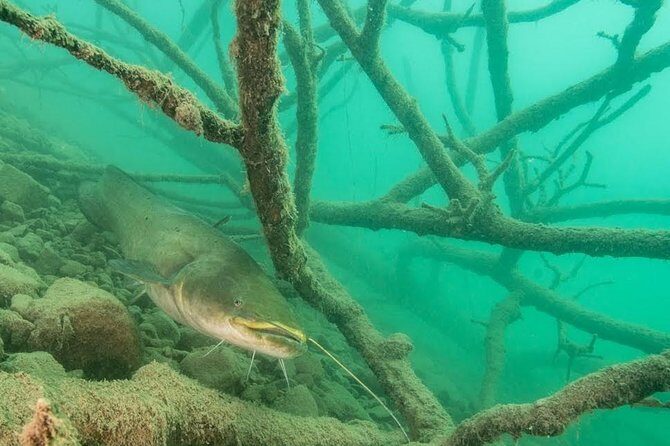Diving Bled - Key Highlights Worth Signing Up For
