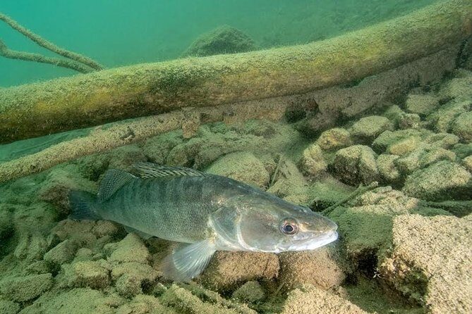 Diving Bled - Lake Bled’s Freshwater Underwater World Is the Real Star
