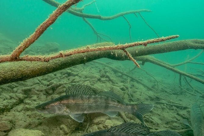 Diving Bled - What You Actually See: Catfish, Carp, Pike, and Friends