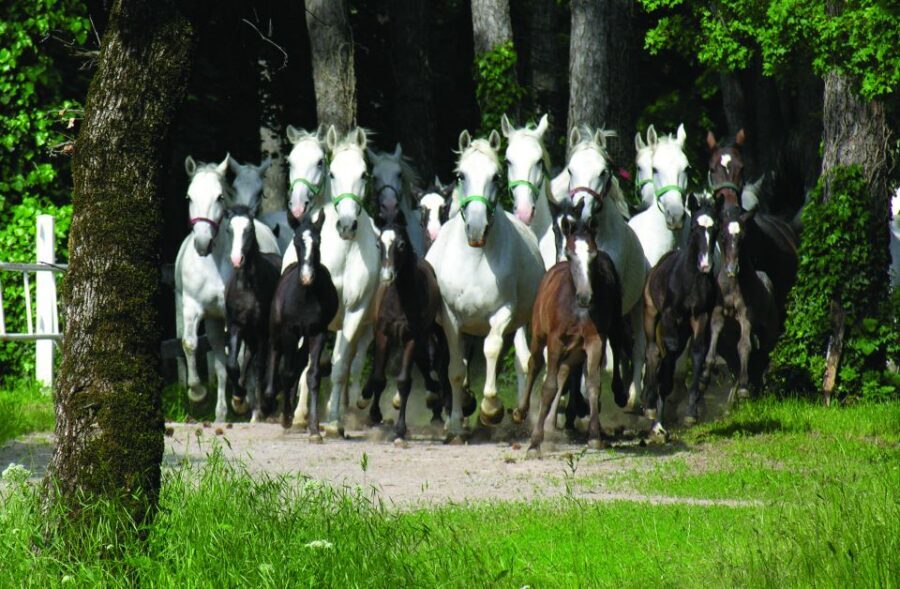From Ljubljana: Lipica Stud Farm and Piran Full-Day Tour - The Lipica timing question: do you get enough time for horses?