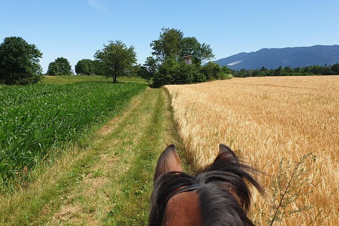 Horseback Riding In Bled - Guides and horse handling: why the best part is trust
