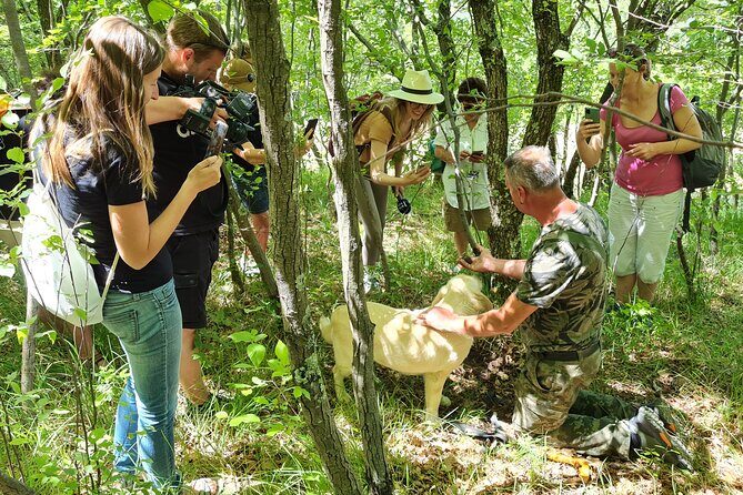 Istria - Truffles: Hunting & Cooking & Tasting, Slovenia - Key highlights worth your time