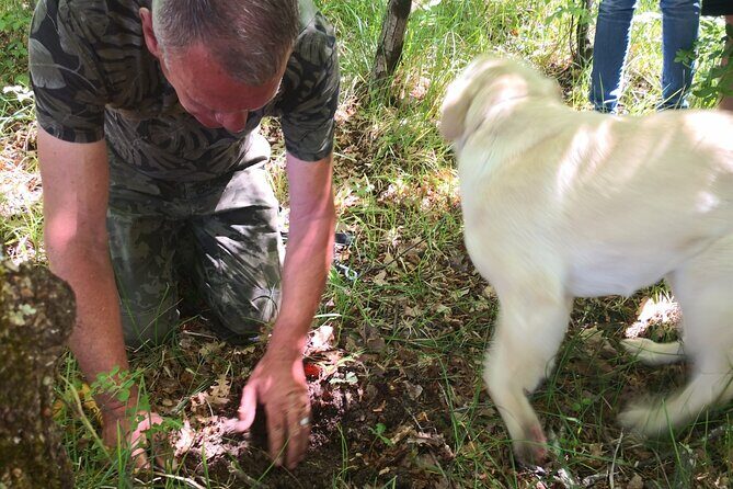 Istria - Truffles: Hunting & Cooking & Tasting, Slovenia - Weather, insects, and what to wear so the day stays pleasant