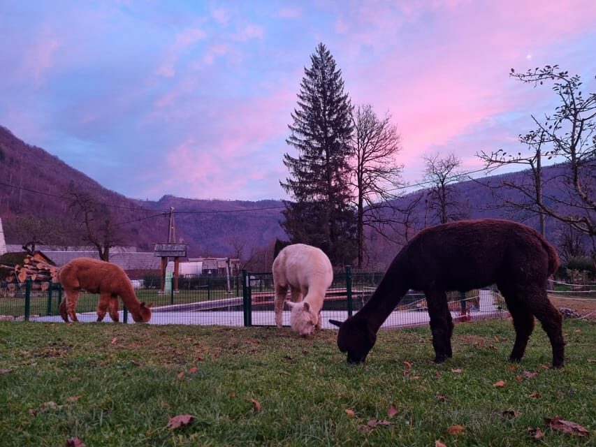 Walking with alpacas - Domačija Loncnar - Bohinj - Key things you’ll remember most