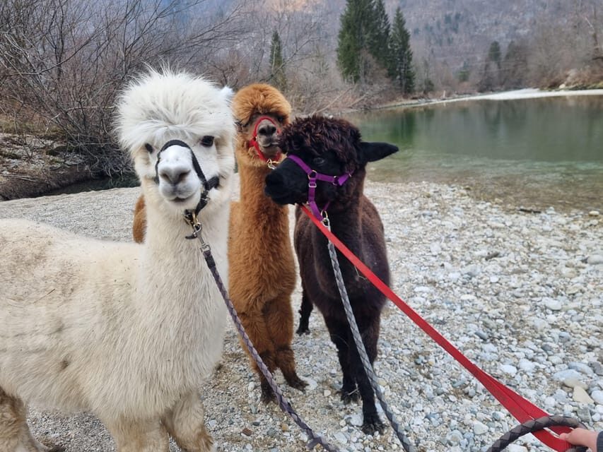 Walking with alpacas - Domačija Loncnar - Bohinj - Price and value: is $44 worth it?