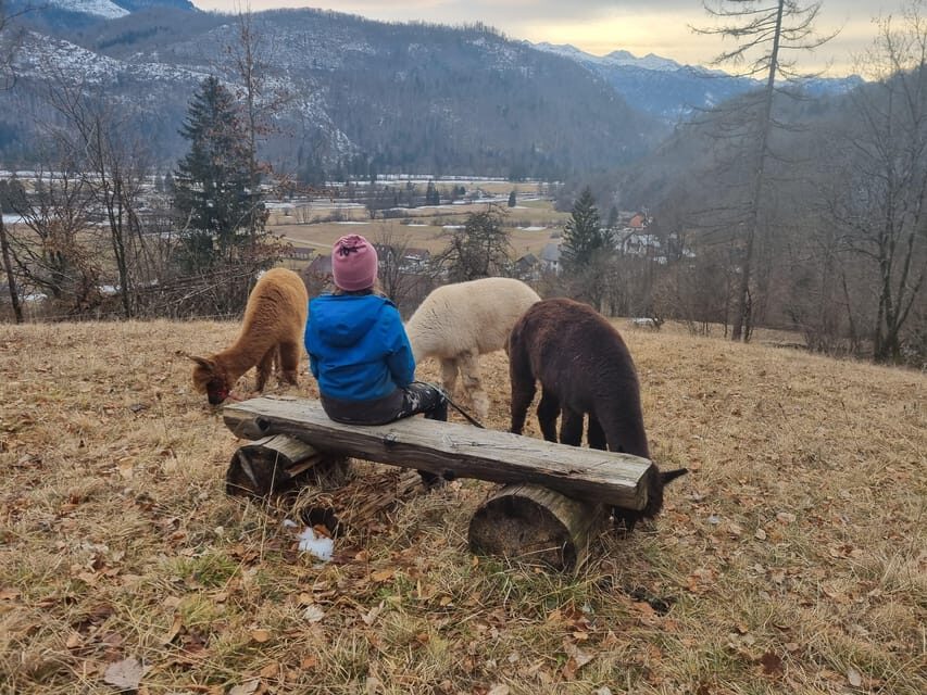 Walking with alpacas - Domačija Loncnar - Bohinj - The farm start: meet alpacas up close (and learn their vibe)