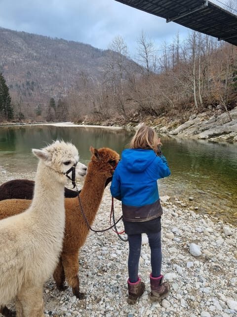 Walking with alpacas - Domačija Loncnar - Bohinj - Feeding time details that make the experience feel personal