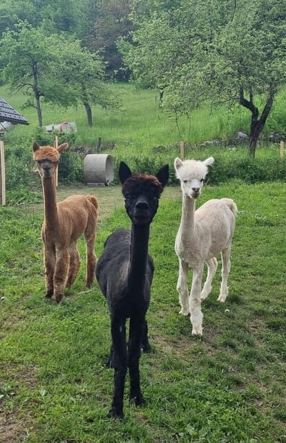 Walking with alpacas - Domačija Loncnar - Bohinj - What the countryside sounds like on this walk