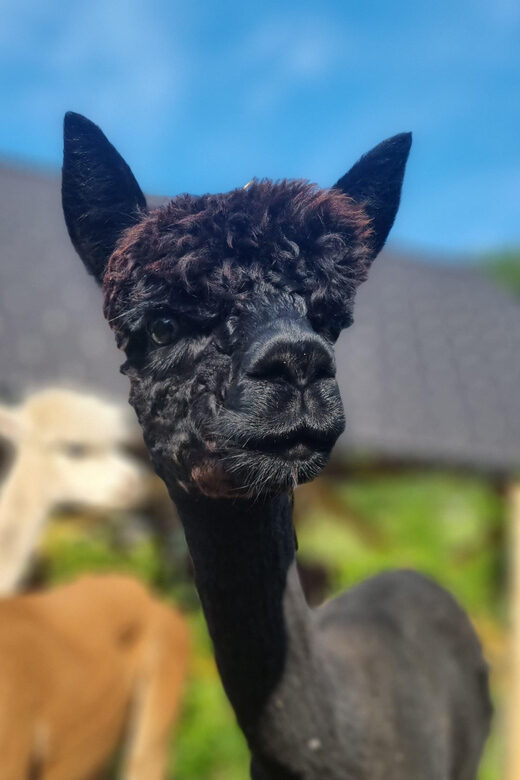 Walking with alpacas - Domačija Loncnar - Bohinj - About the guides: calm leadership and real animal care