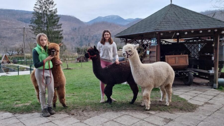 Walking with alpacas - Domačija Loncnar - Bohinj - Group size and why private feels better here